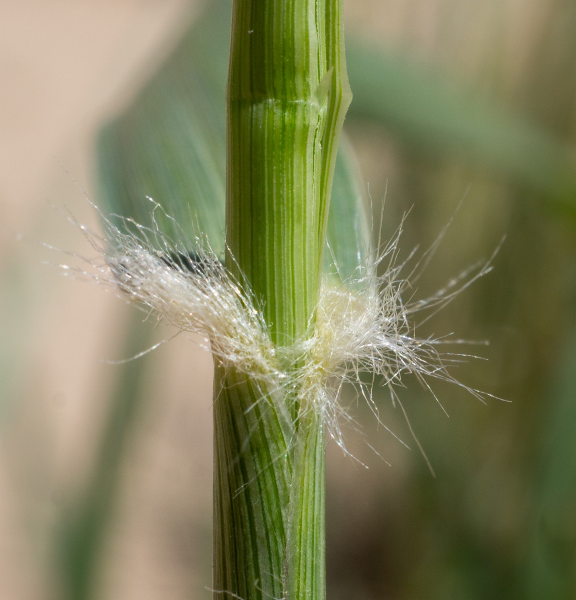 Sporobolus flexuosus