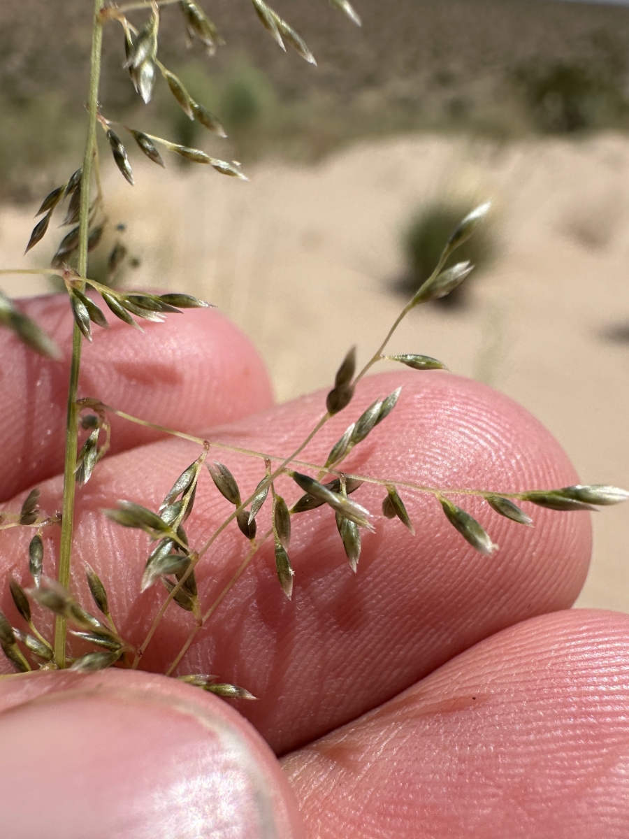 Sporobolus flexuosus