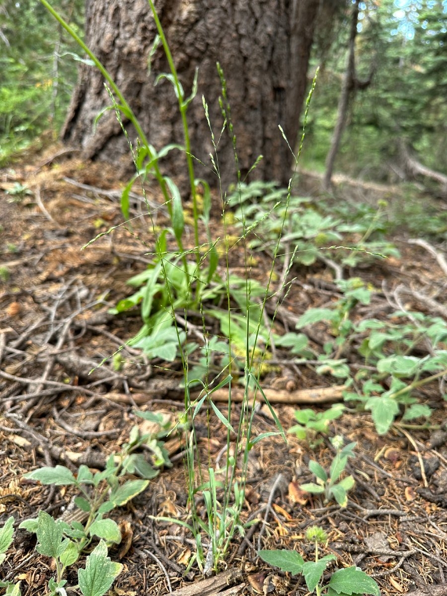 Poa bolanderi