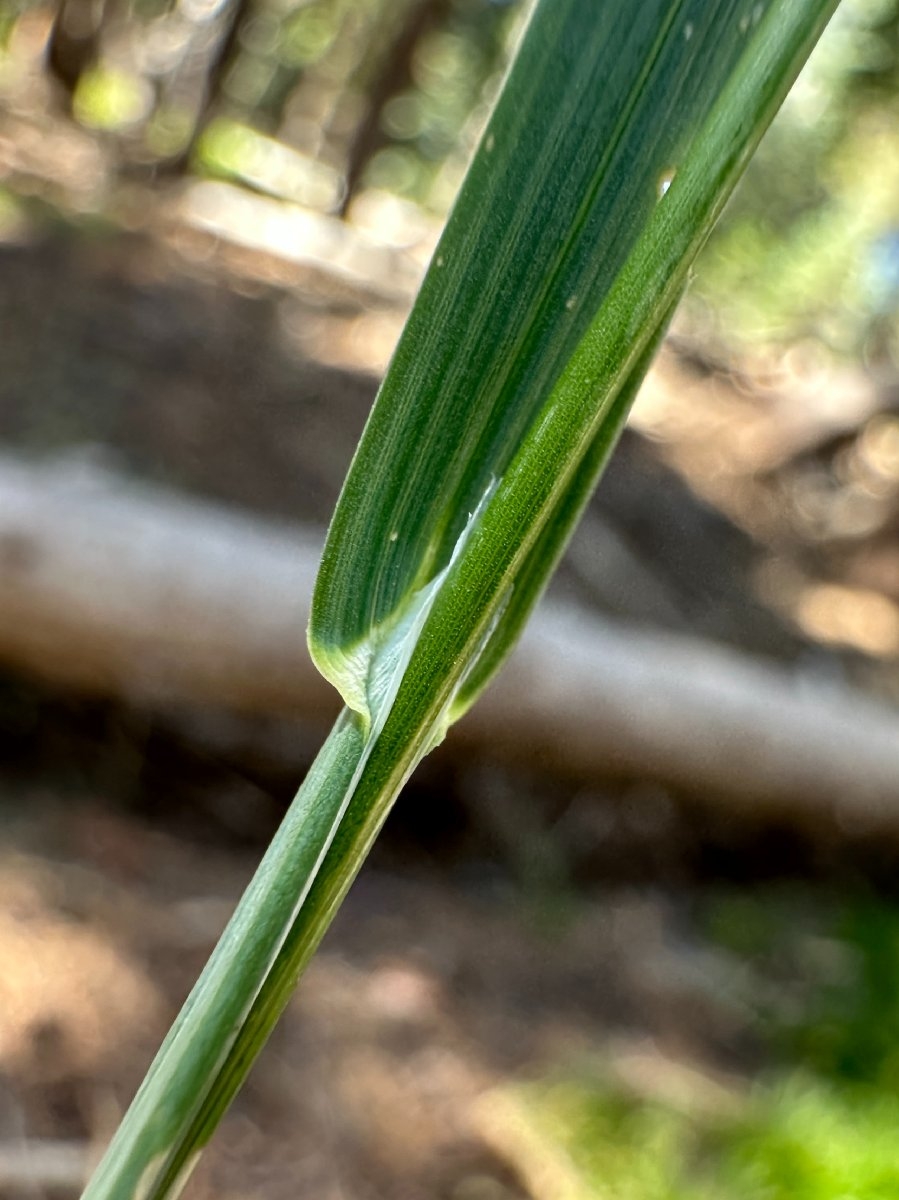 Poa bolanderi