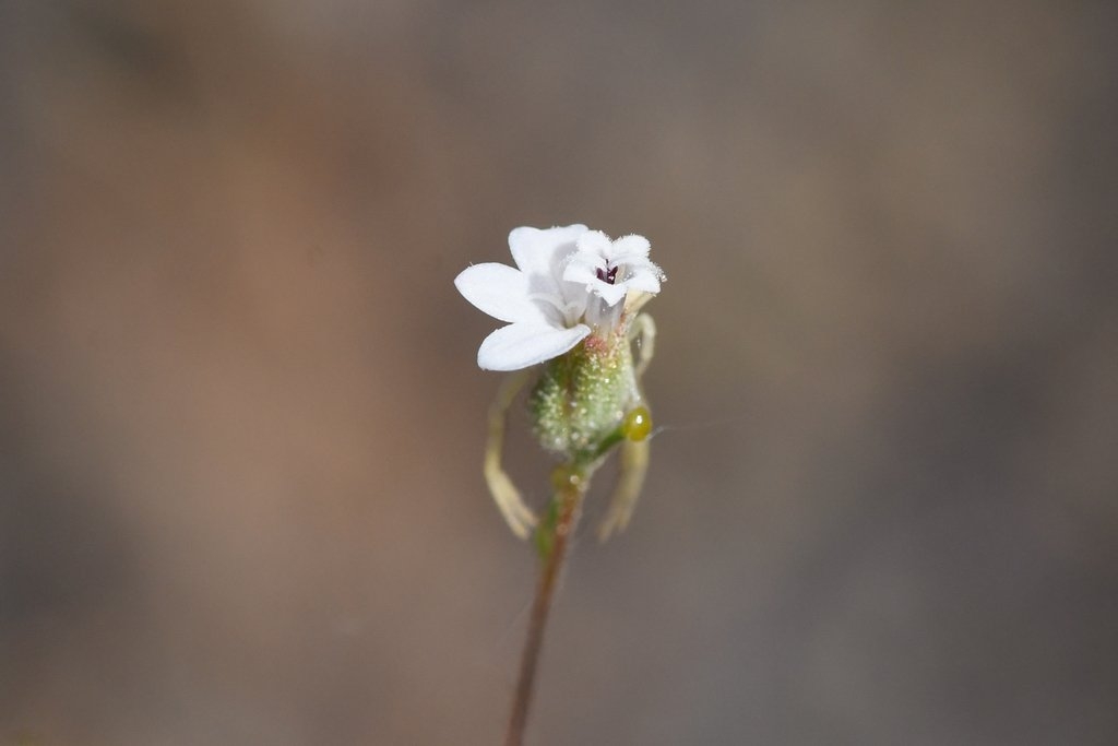 Calycadenia hooveri