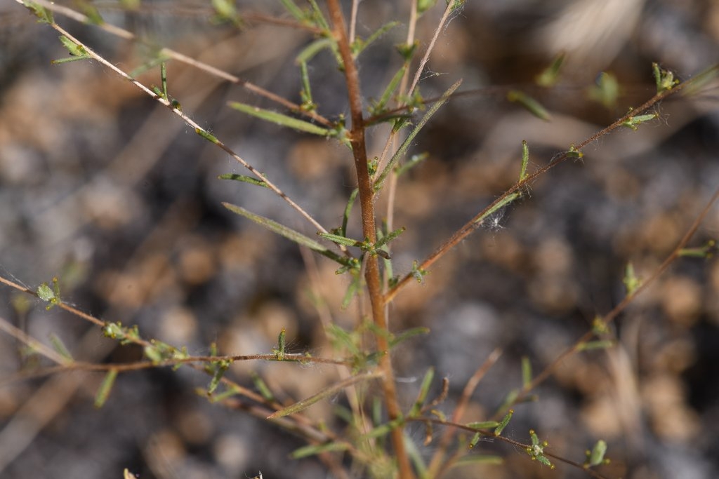 Calycadenia hooveri