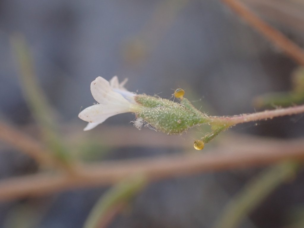 Calycadenia hooveri