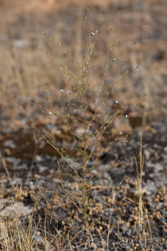 Calycadenia hooveri