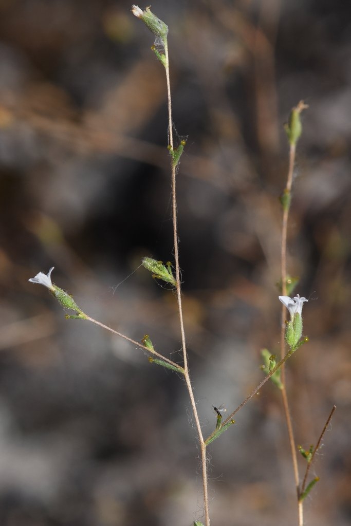 Calycadenia hooveri