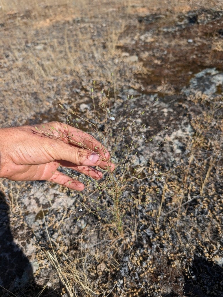 Calycadenia hooveri