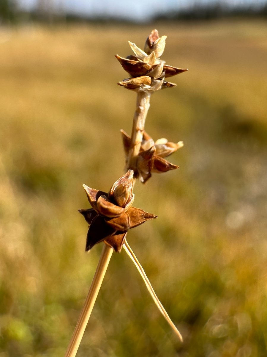 Carex interior