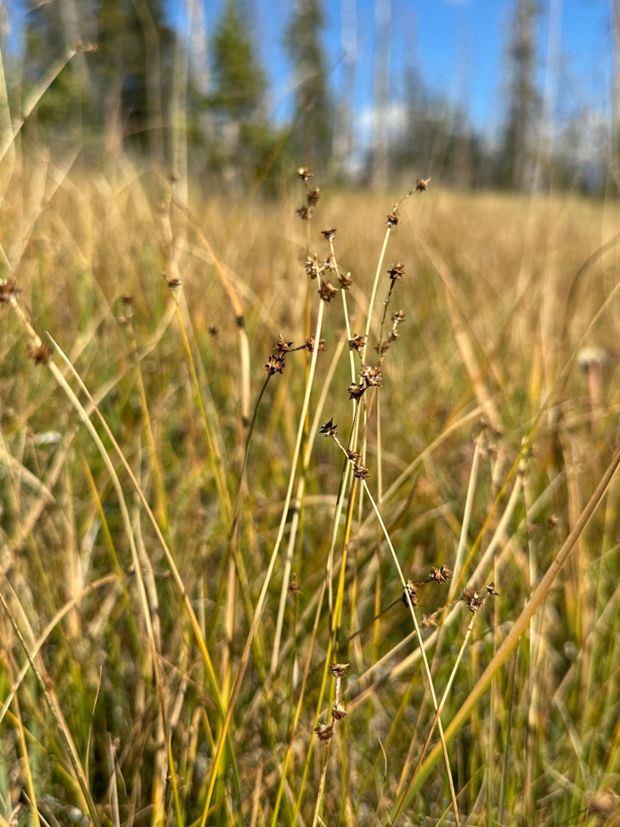 Carex interior