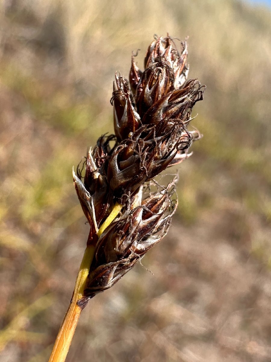 Carex pansa