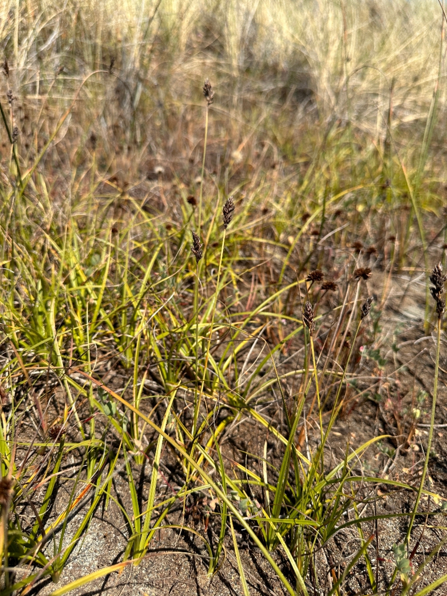 Carex pansa