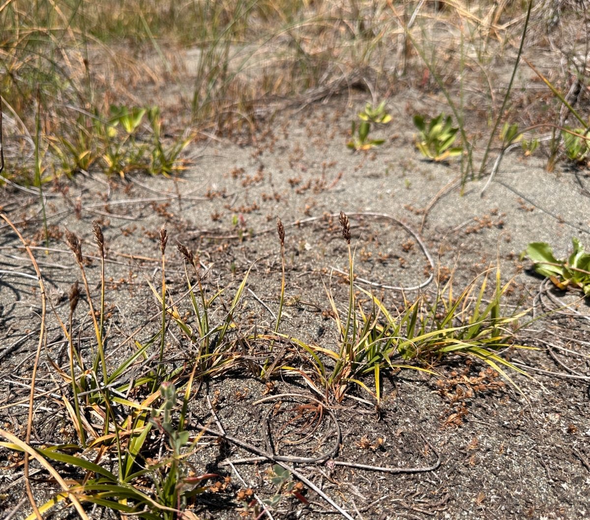 Carex pansa