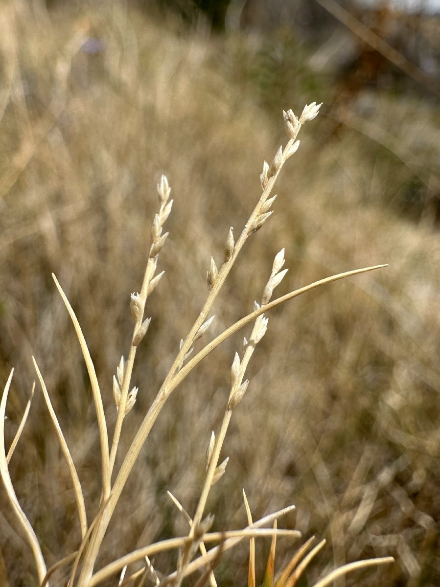 Muhlenbergia utilis