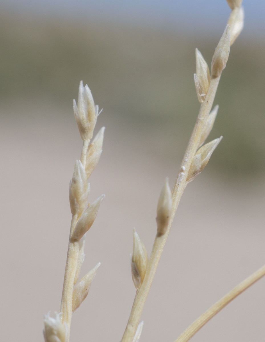 Muhlenbergia utilis