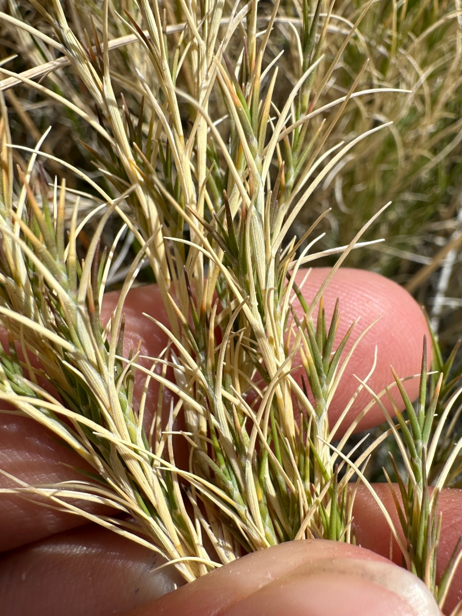 Muhlenbergia utilis