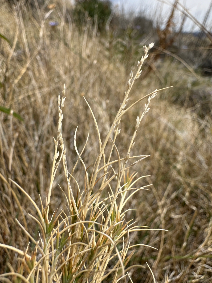 Muhlenbergia utilis