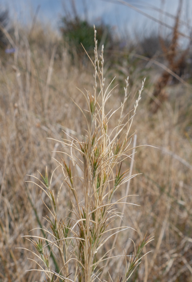 Muhlenbergia utilis