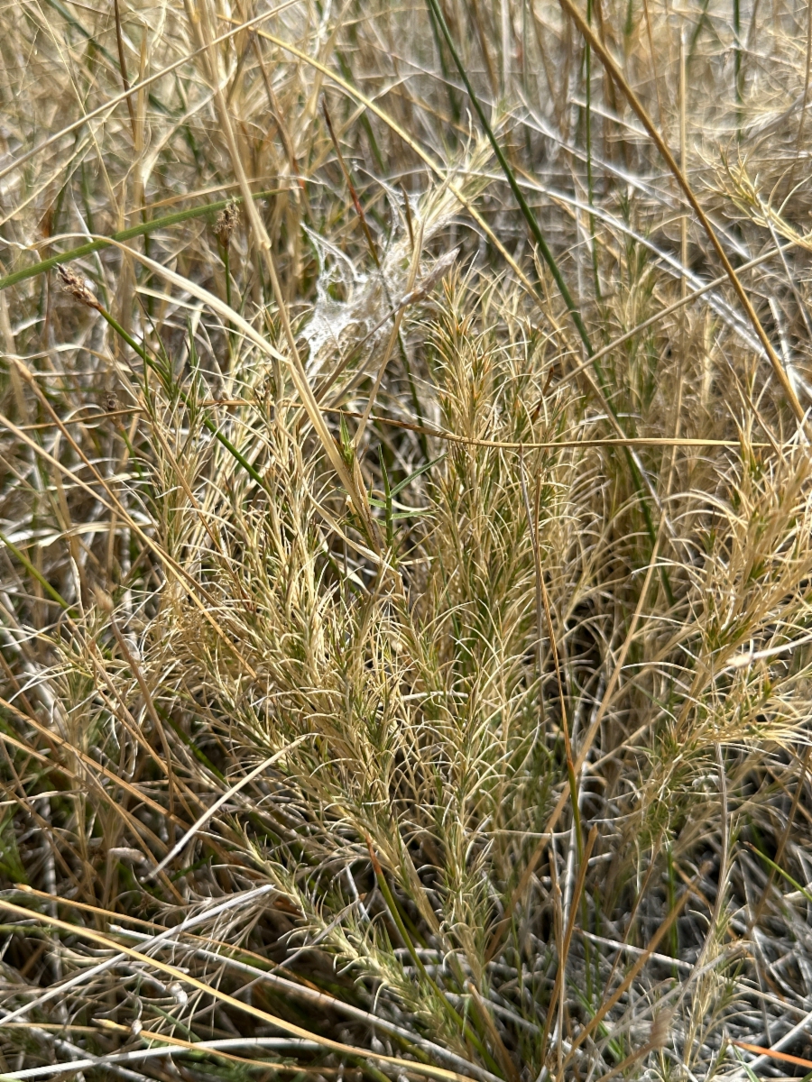 Muhlenbergia utilis