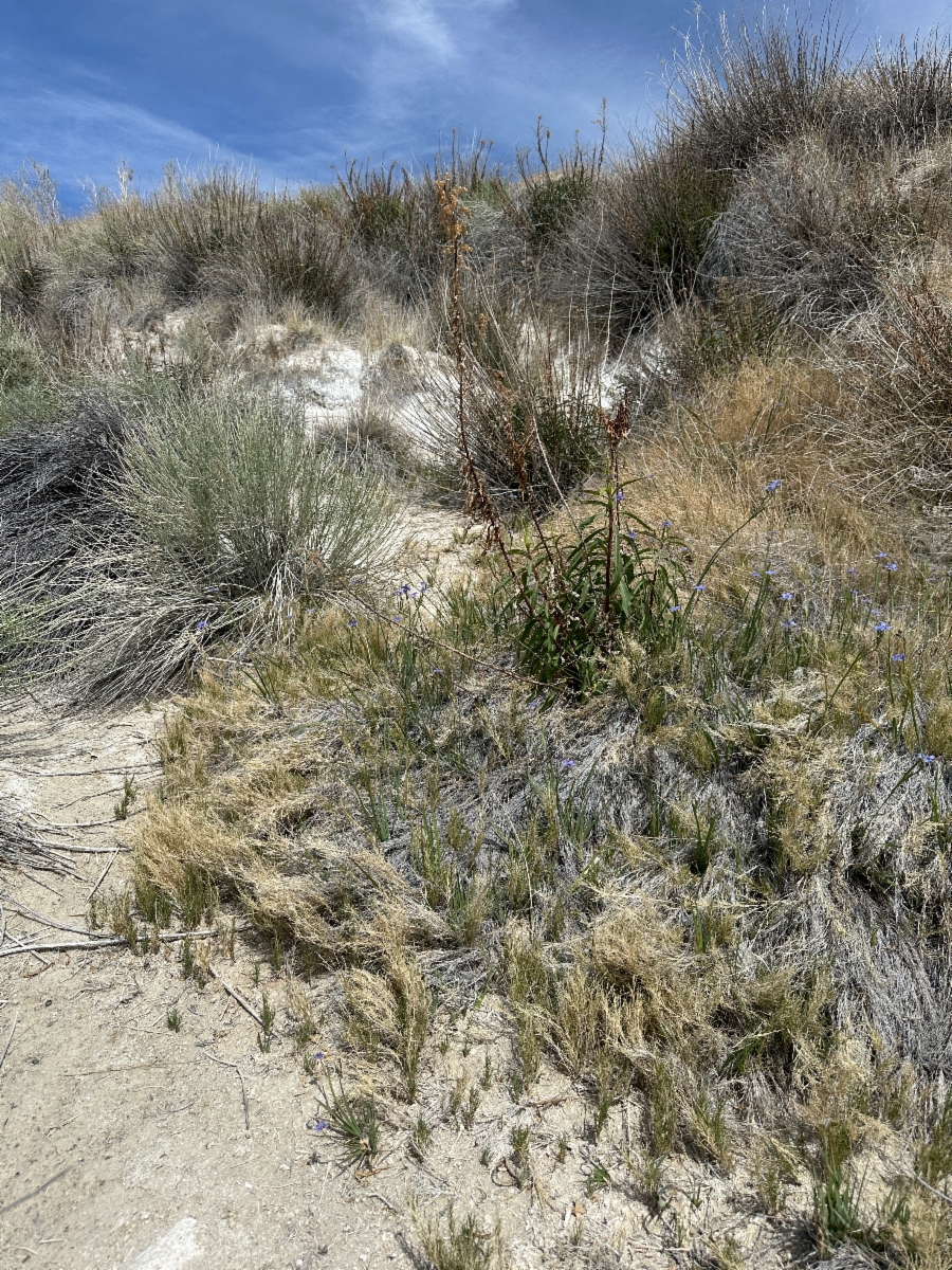 Muhlenbergia utilis