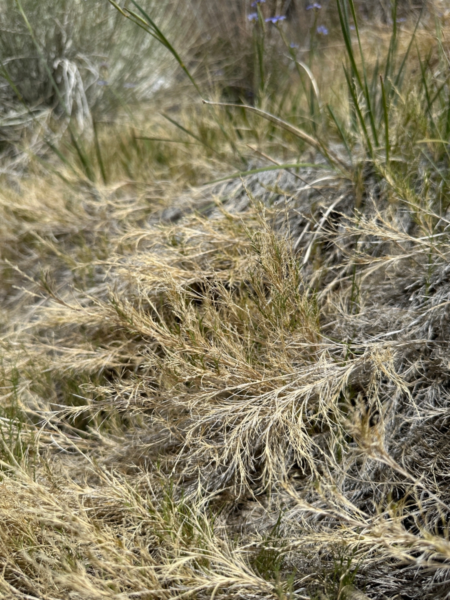 Muhlenbergia utilis