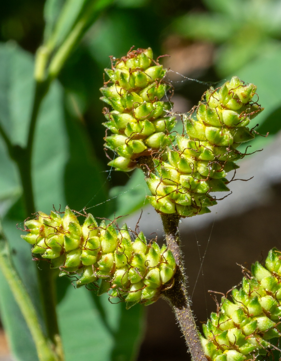 Myrica hartwegii