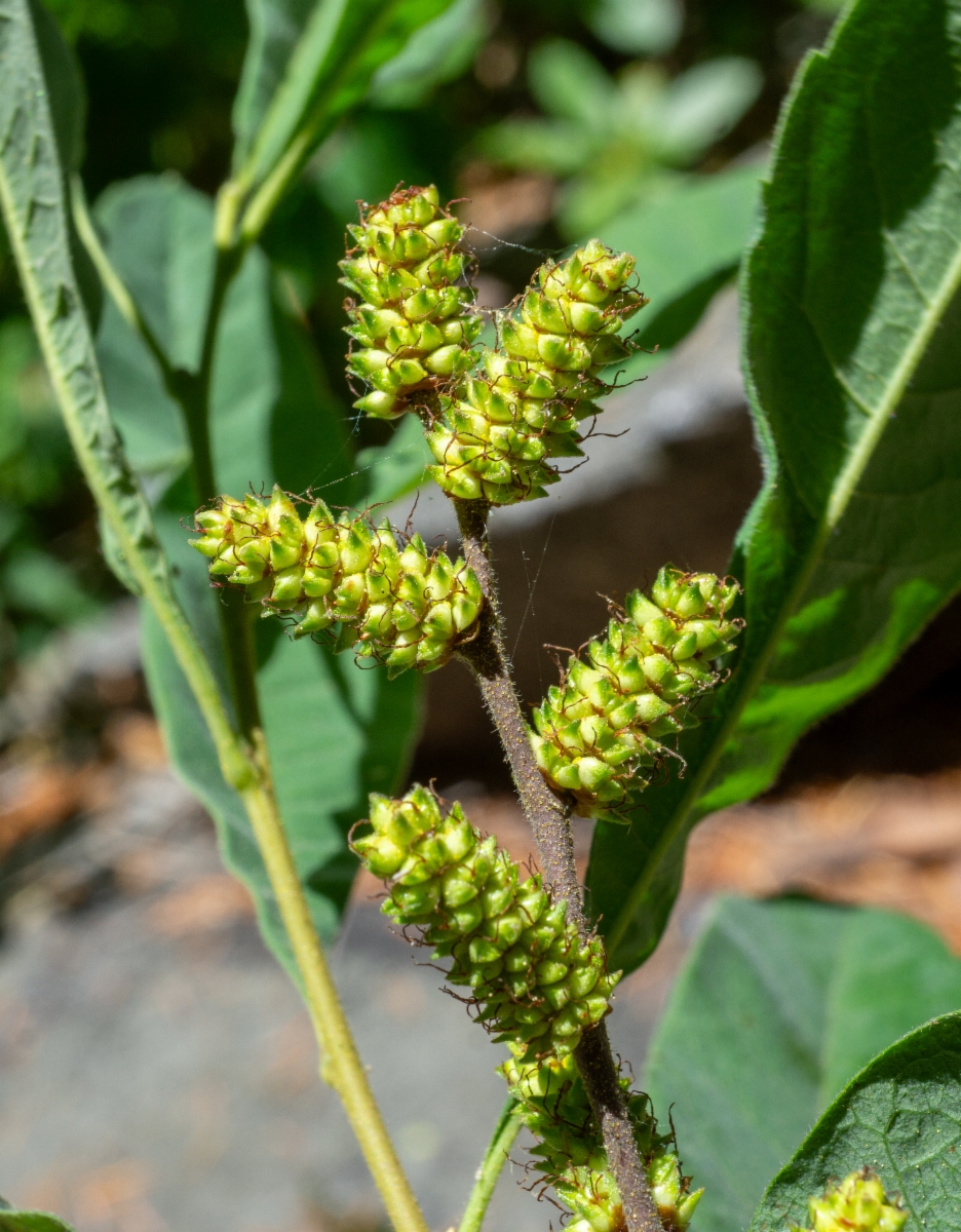 Myrica hartwegii