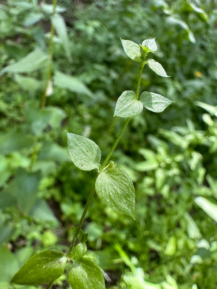 Stellaria obtusa