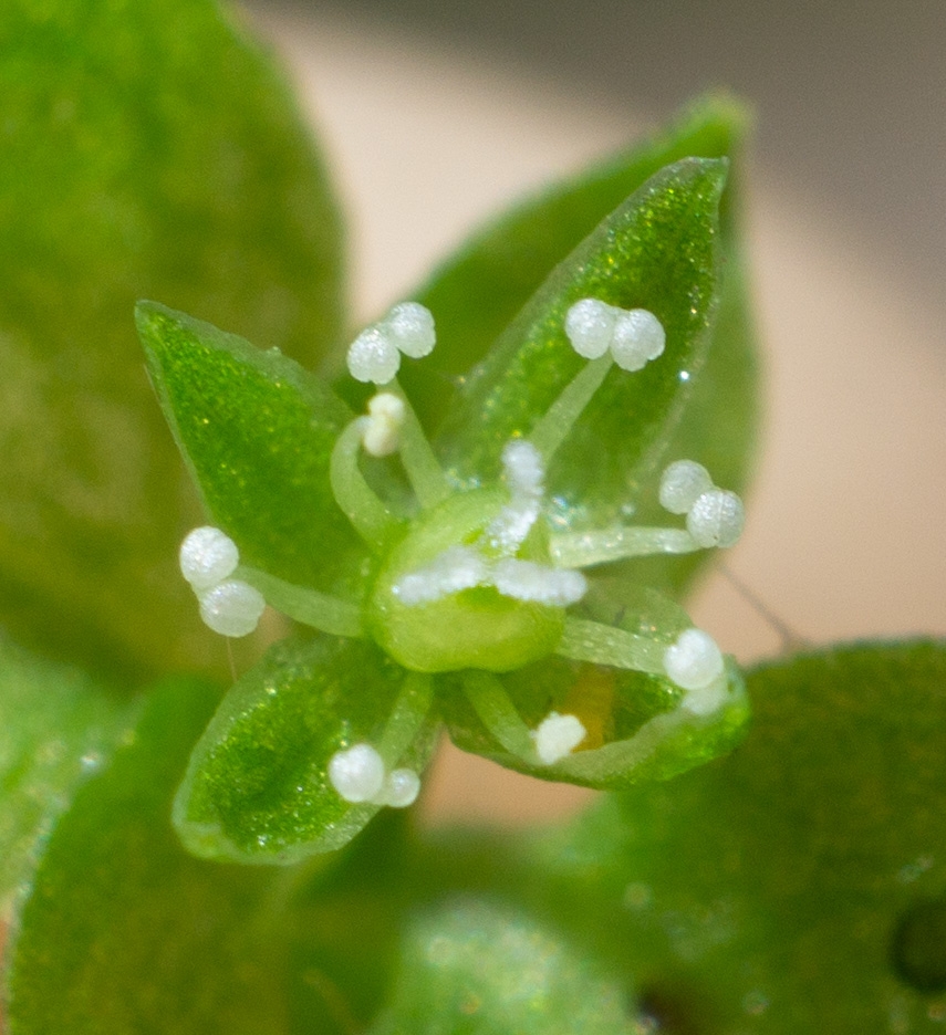 Stellaria obtusa