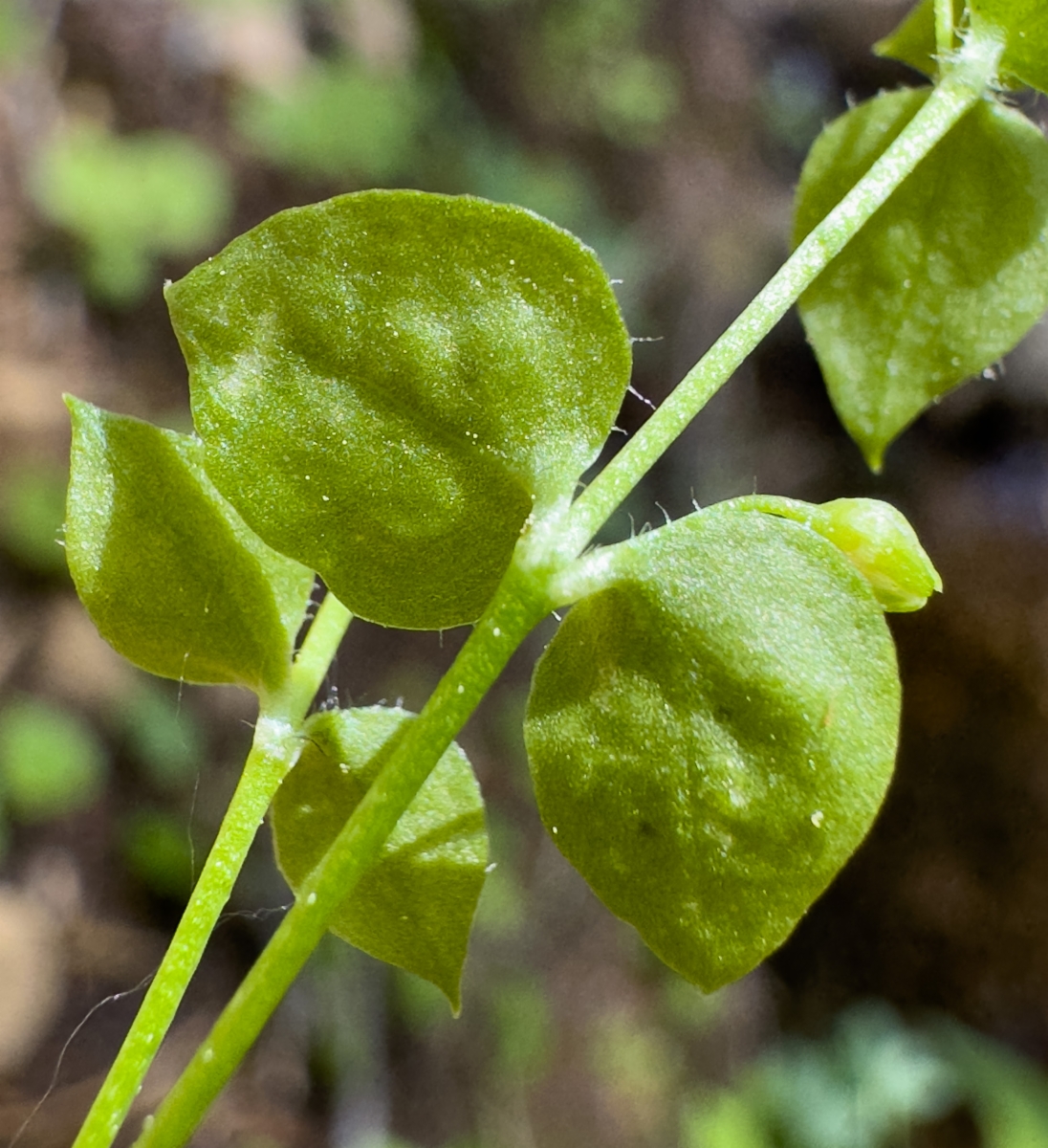 Stellaria obtusa