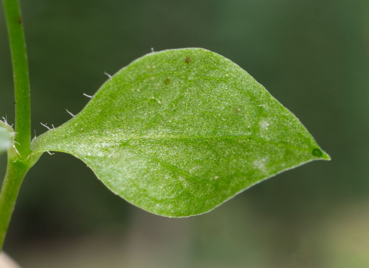 Stellaria obtusa