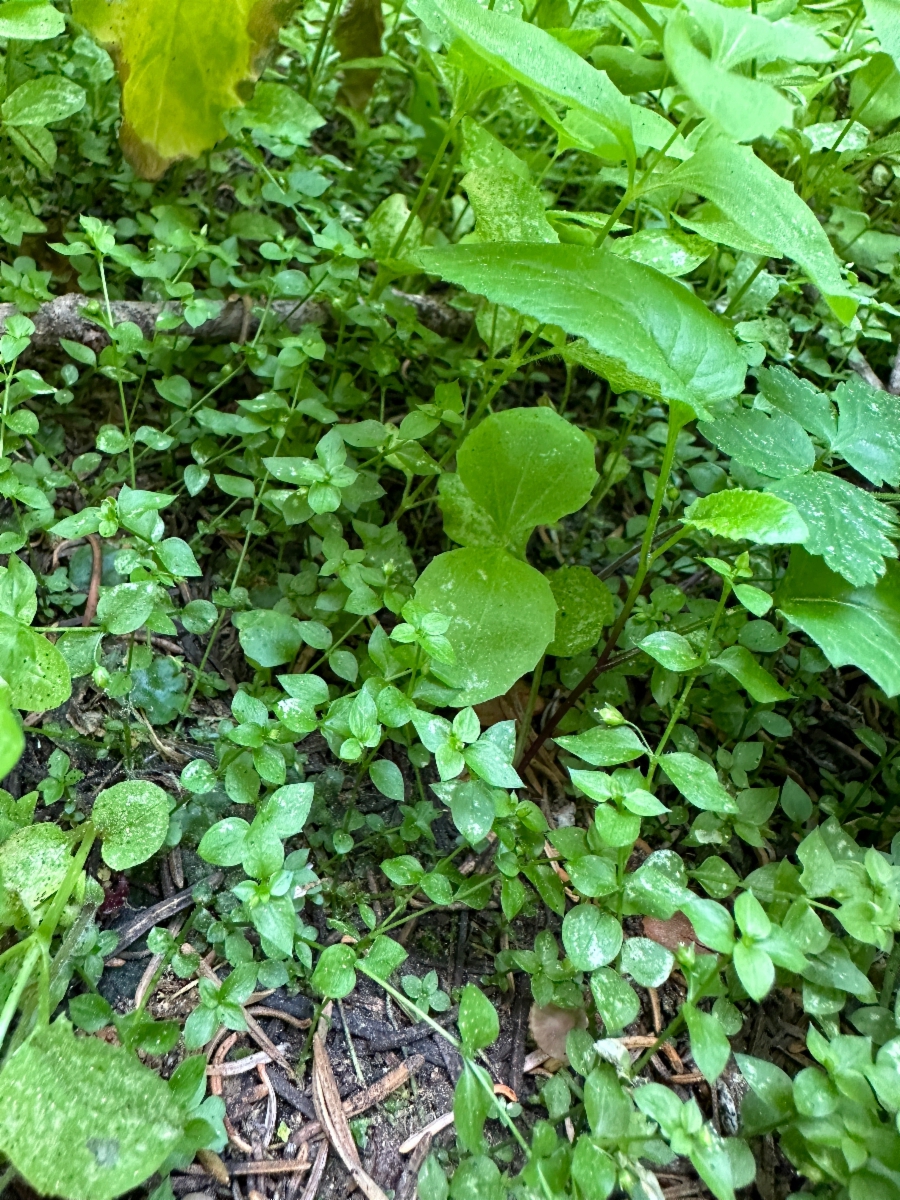 Stellaria obtusa