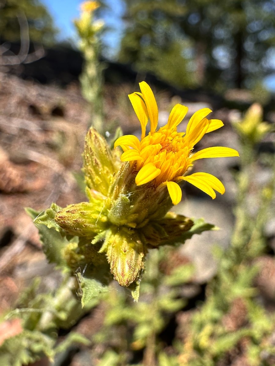 Hazardia whitneyi var. whitneyi