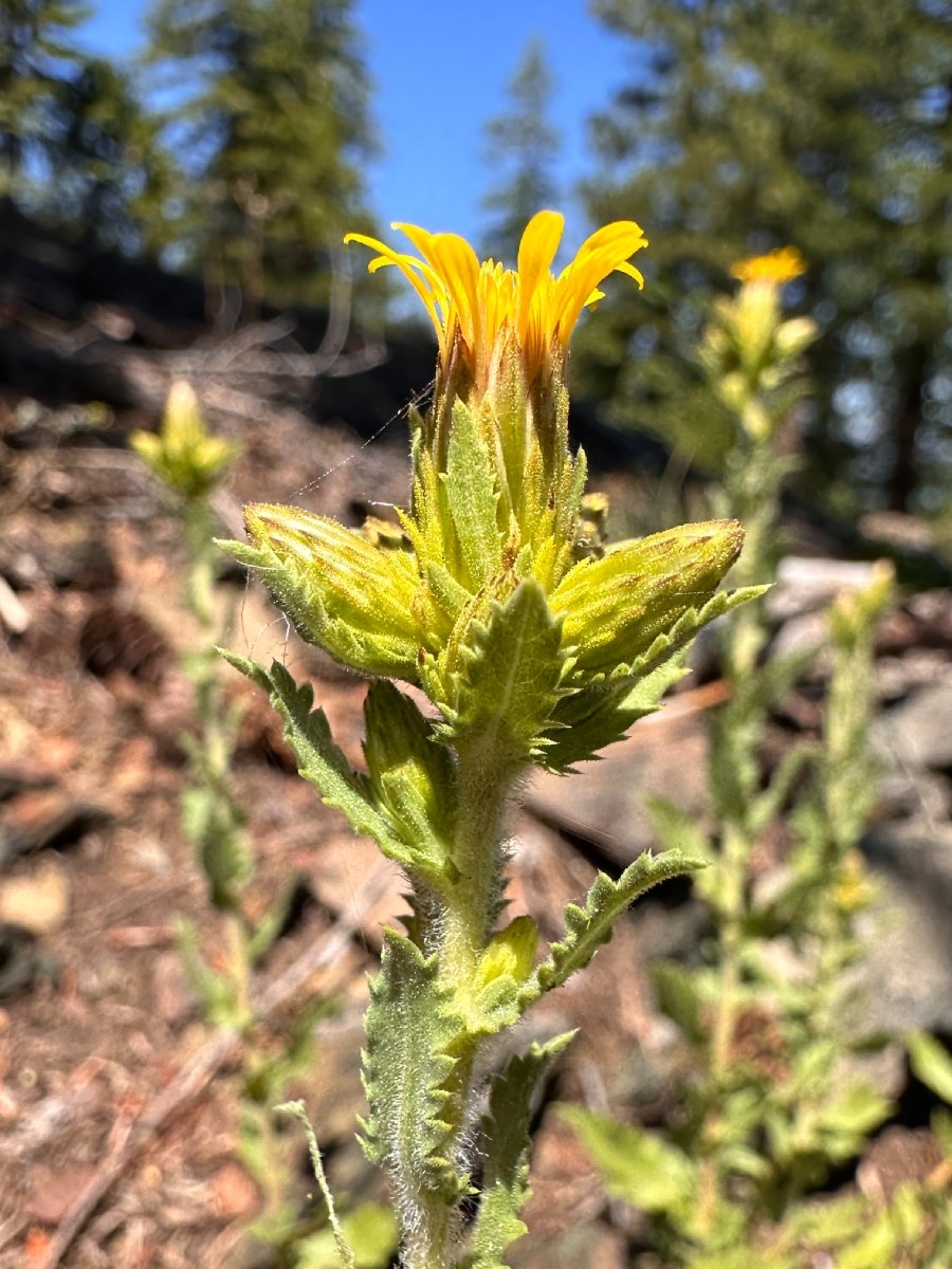 Hazardia whitneyi var. whitneyi