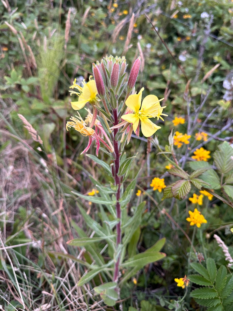 Oenothera wolfii