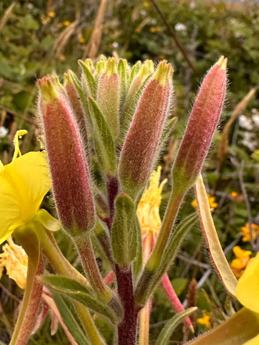 Oenothera wolfii