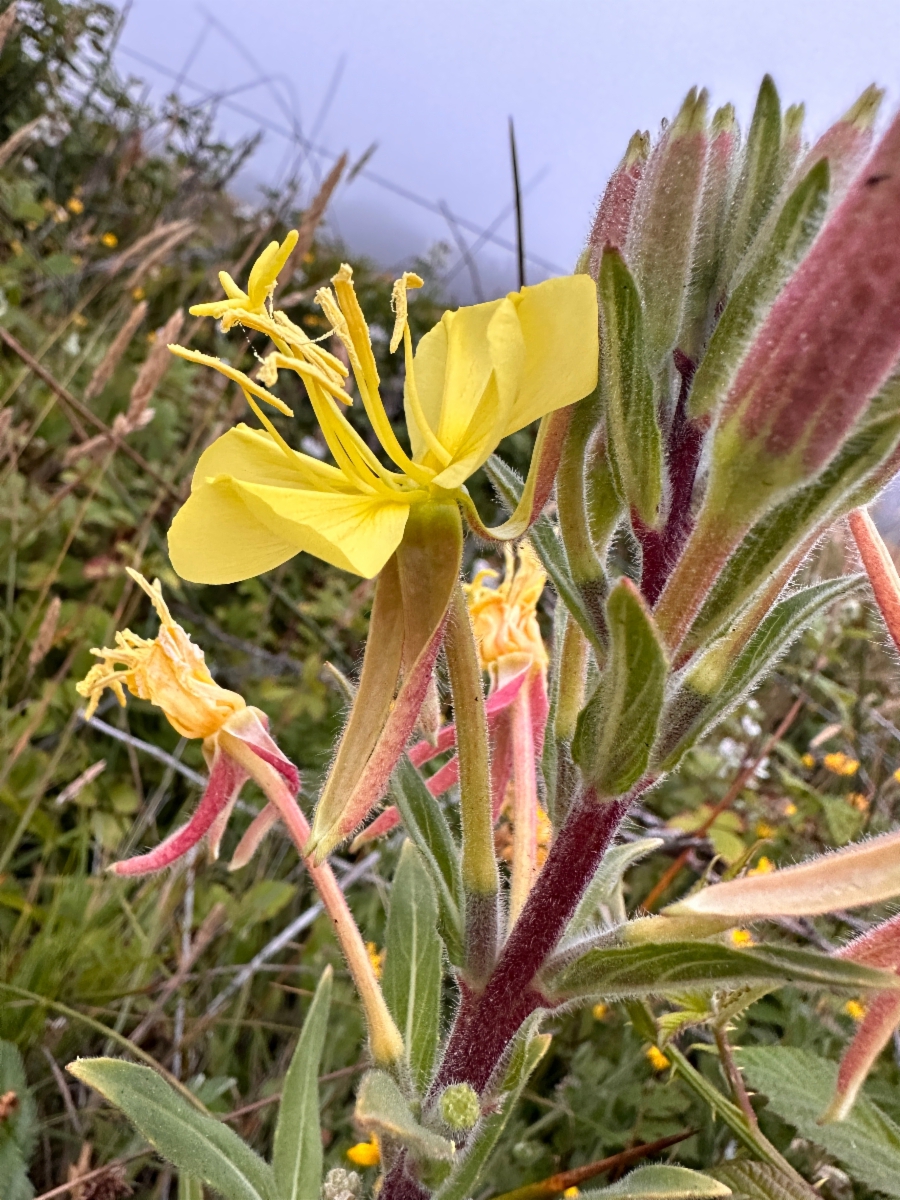 Oenothera wolfii