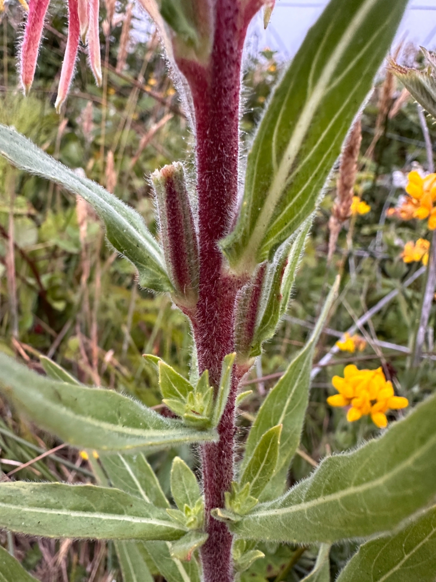 Oenothera wolfii