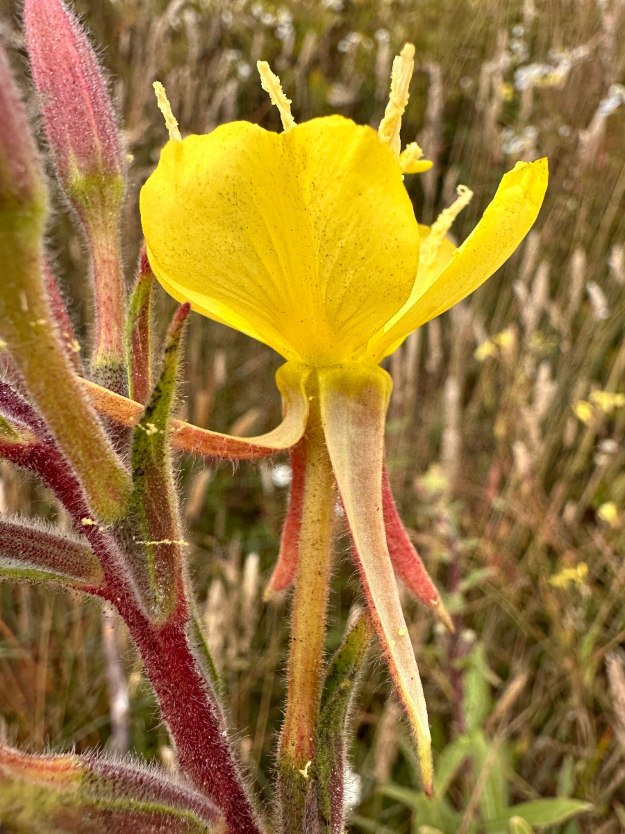 Oenothera wolfii