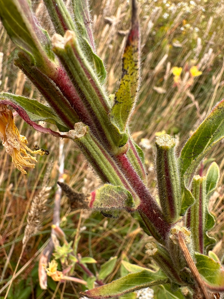 Oenothera wolfii