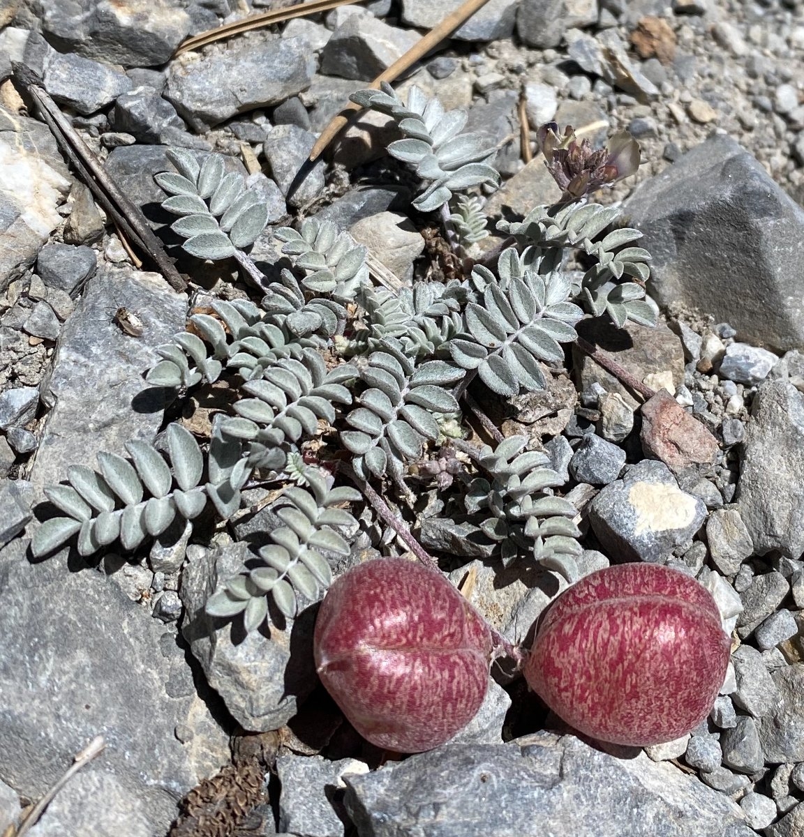 Astragalus platytropis