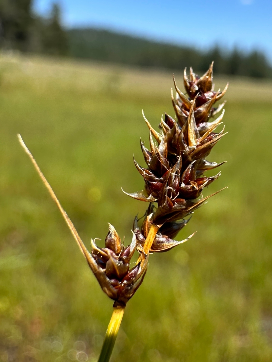 Carex simulata