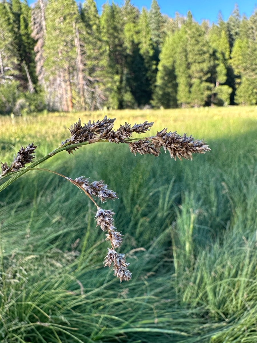 Carex cusickii