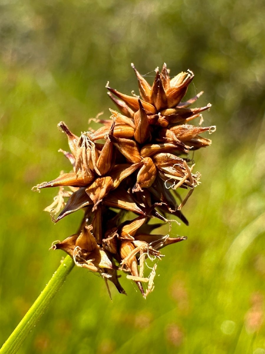 Carex jonesii