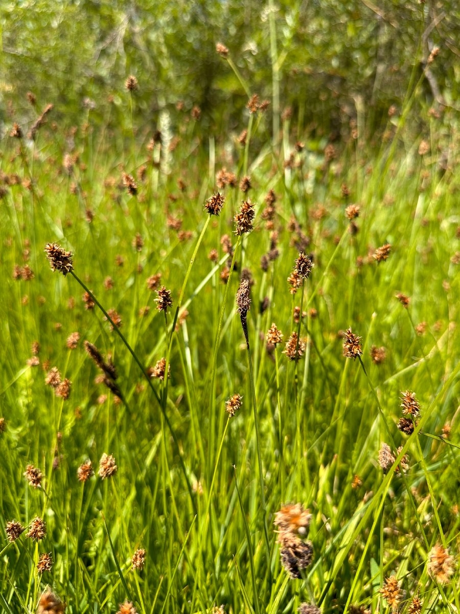 Carex jonesii