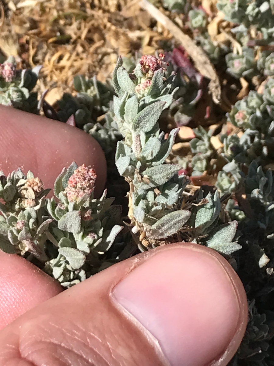 Atriplex fruticulosa