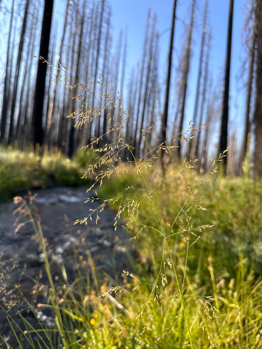 Poa palustris