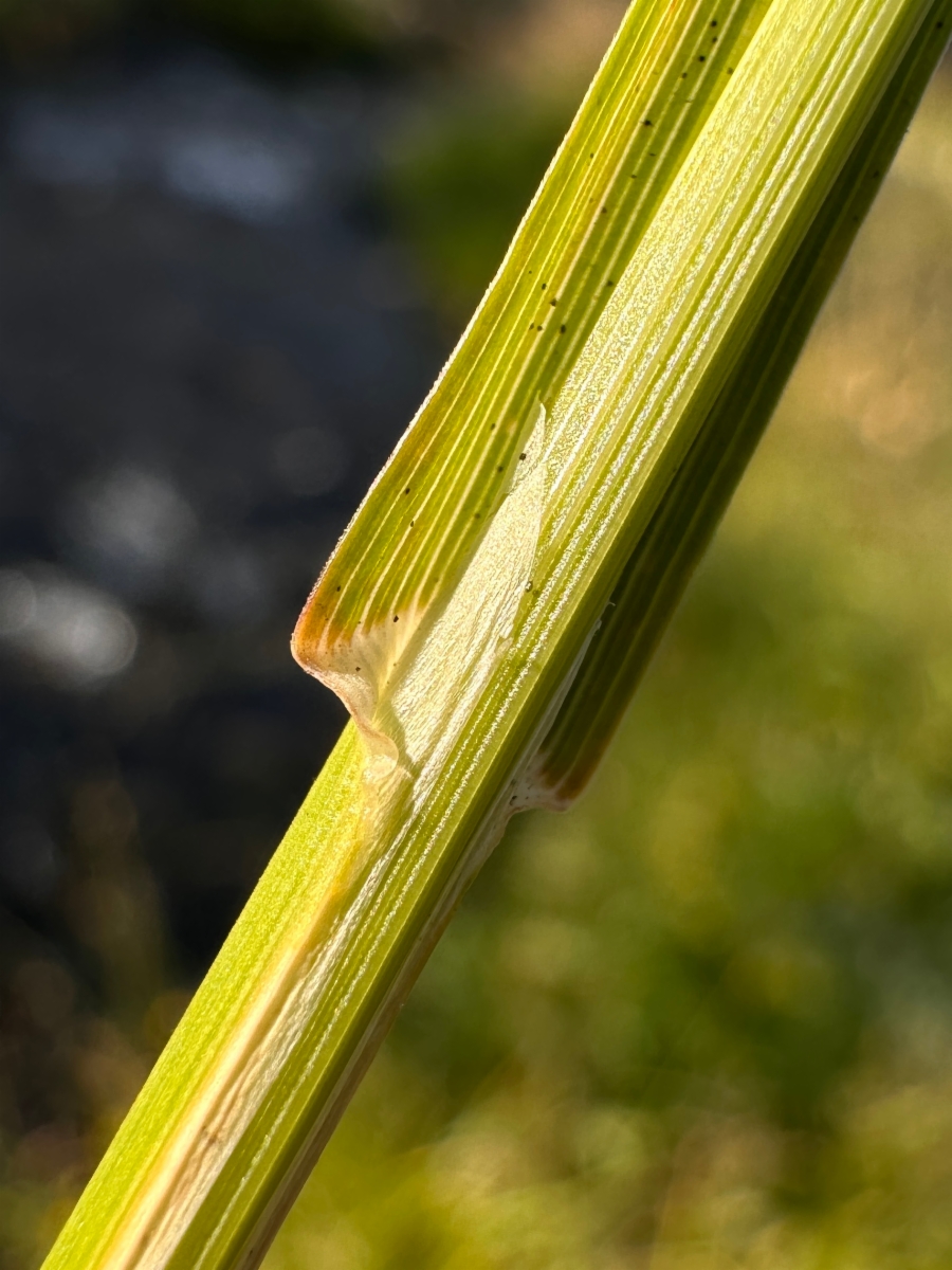 Poa palustris