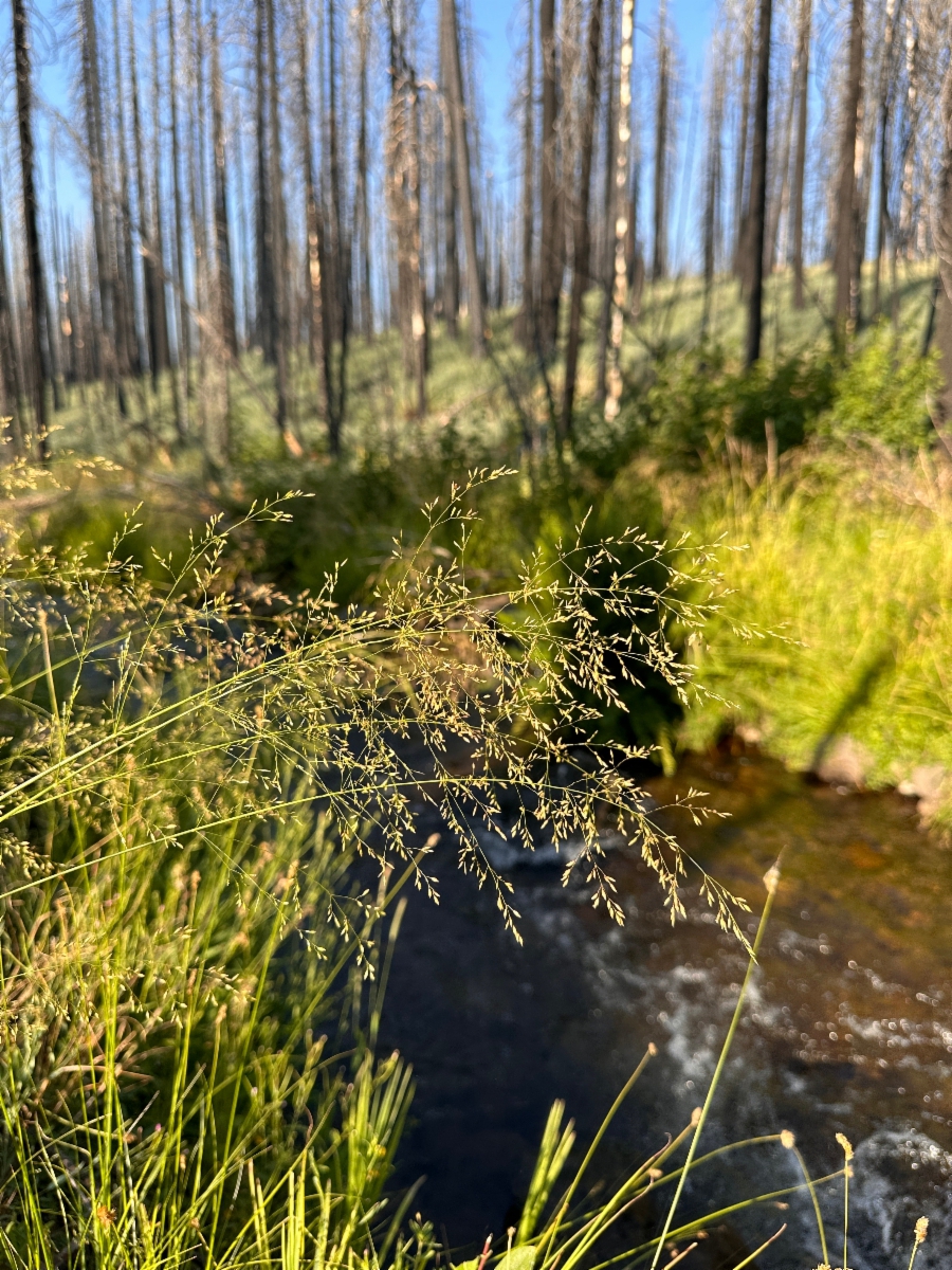 Poa palustris