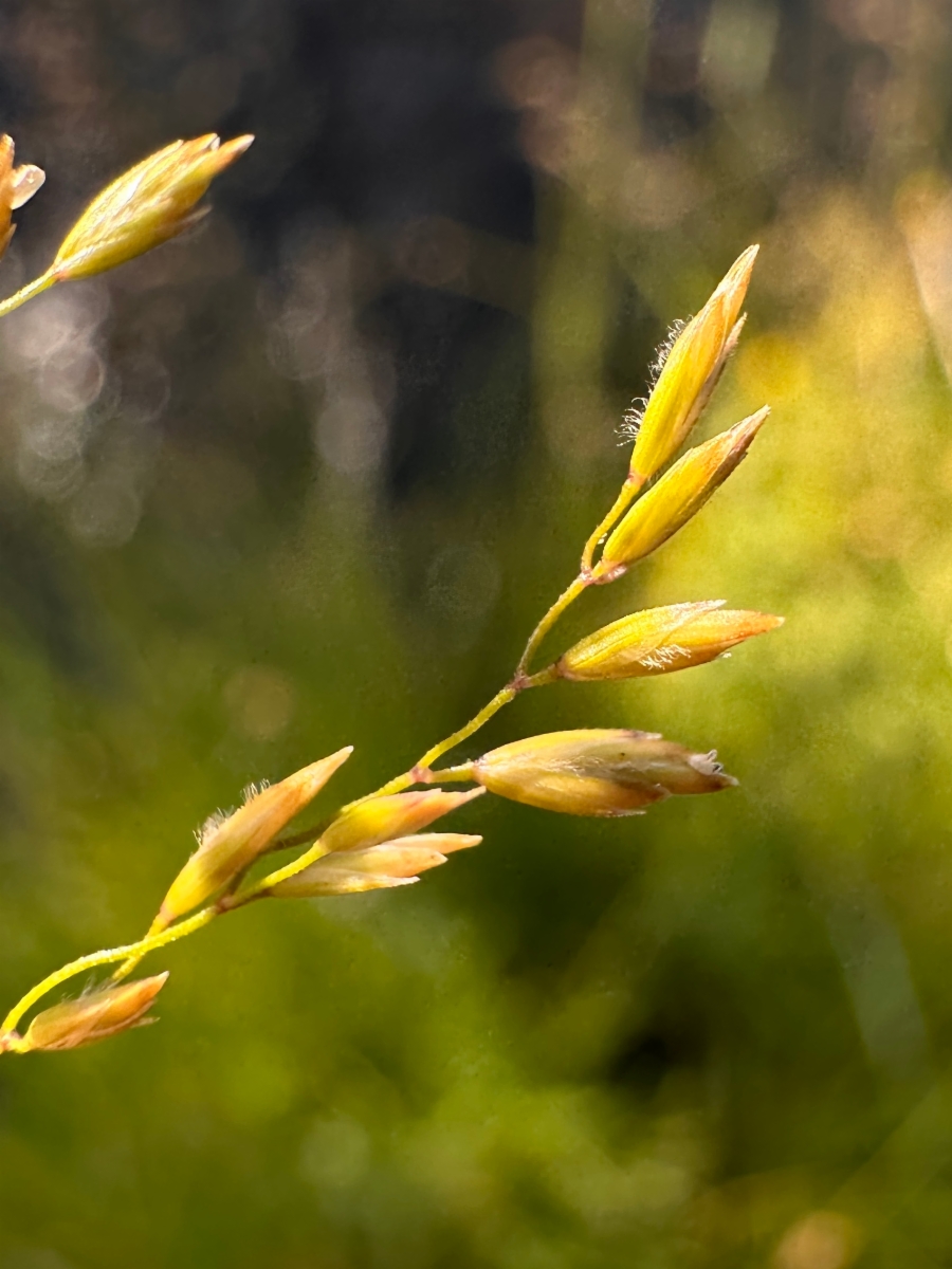 Poa palustris