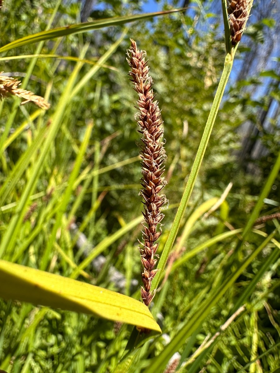 Carex angustata