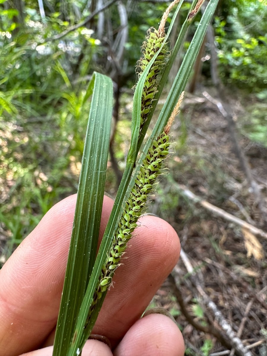 Carex angustata